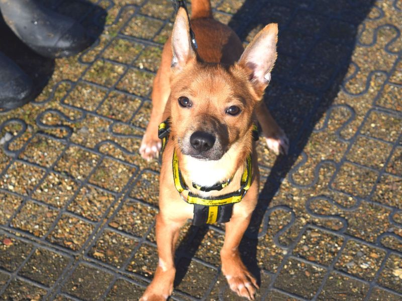 Adopt a Chihuahua Smooth Coat Cross Rescue Dog Basil Dogs Trust