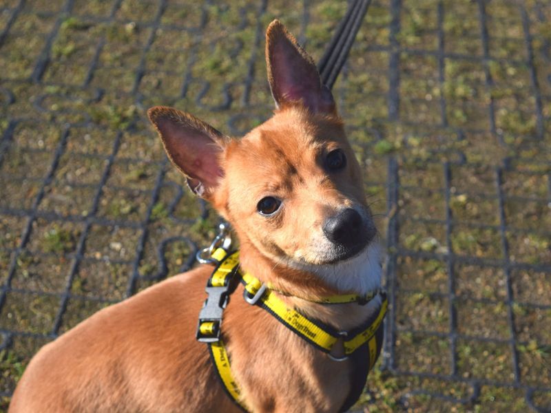 Dogs trust chihuahua cheap