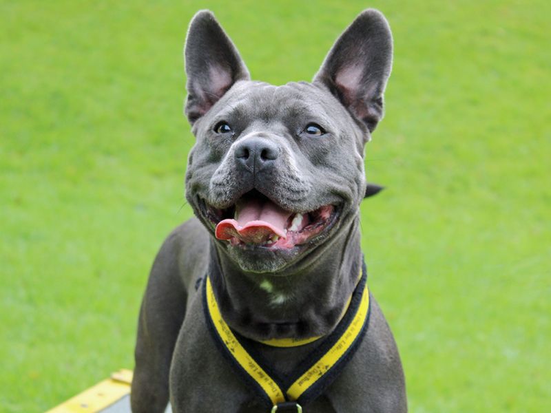 Staffordshire Bull Terrier for adoption in Liverpool, Merseyside – 3 years old - Image 2 of 3