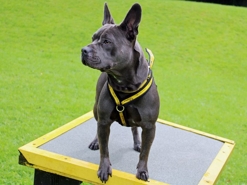 Staffordshire Bull Terrier for adoption in Liverpool, Merseyside – 3 years old - Image 1 of 3