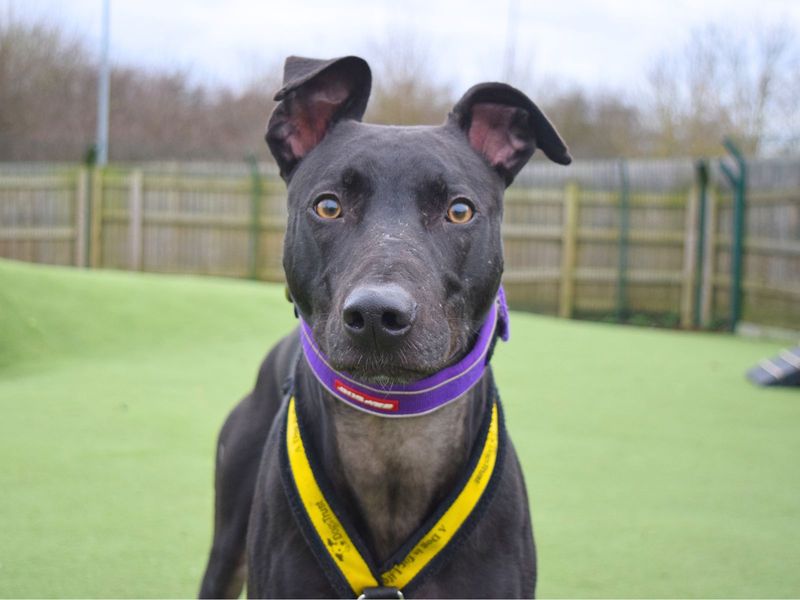 undefined | Lurcher | undefined - 2