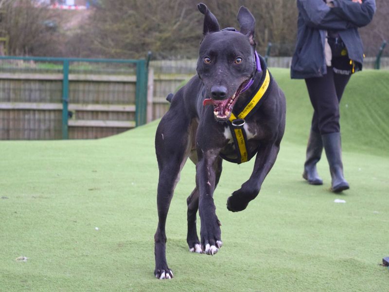 undefined | Lurcher | undefined - 3