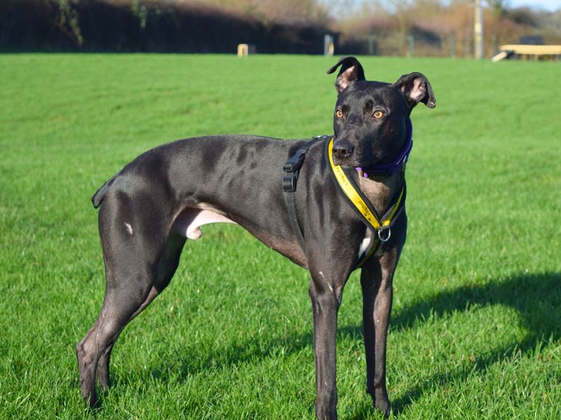 undefined | Lurcher | undefined - 6