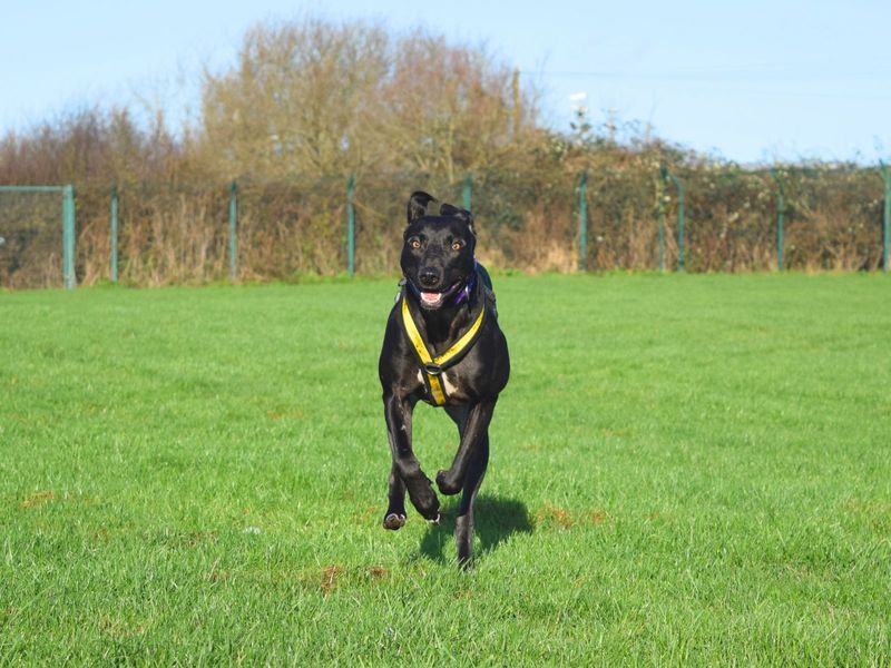 undefined | Lurcher | undefined - 8