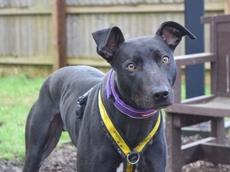 undefined | Lurcher | undefined - 7