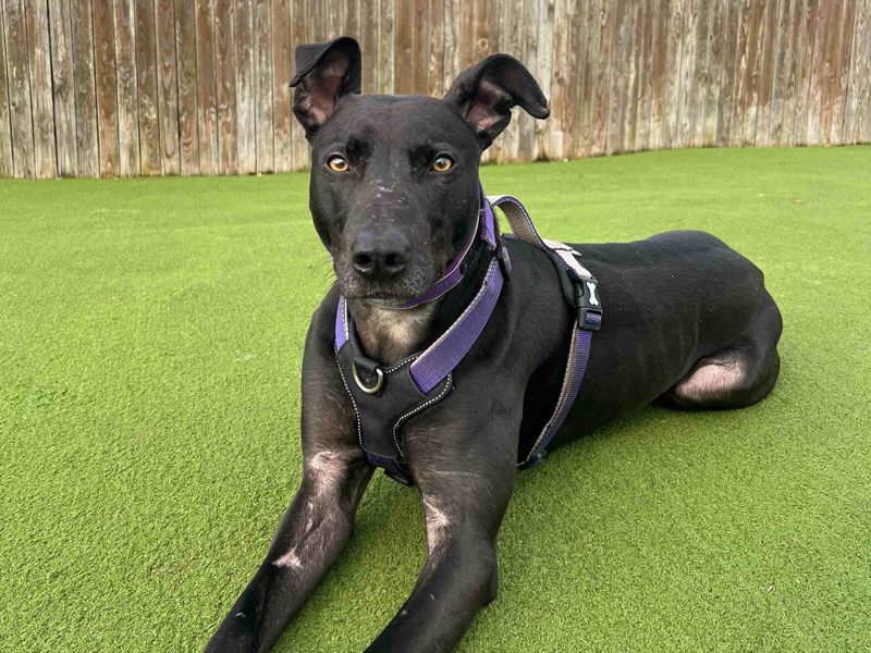 Pacino | Lurcher | Harefield West London - 3