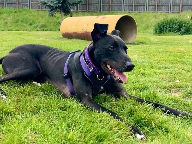 Pacino | Lurcher | Harefield West London - 1