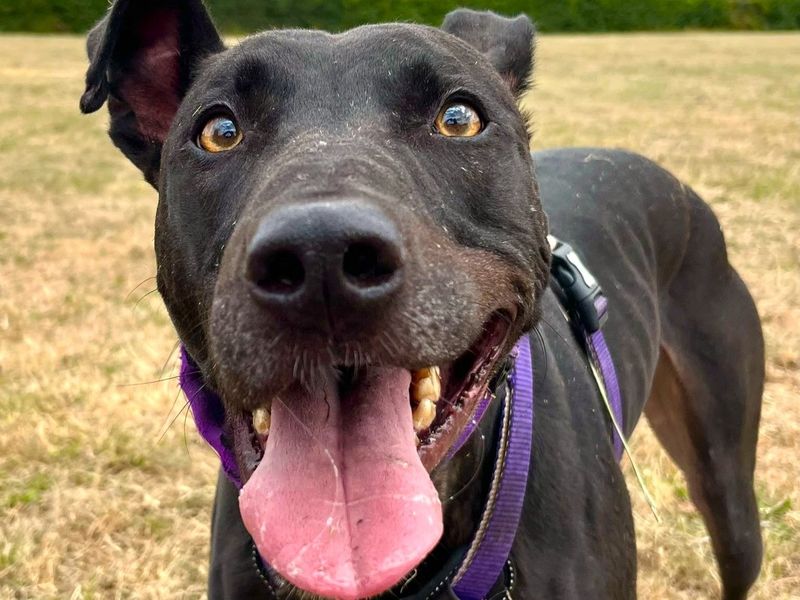 Pacino | Lurcher | Harefield West London - 4