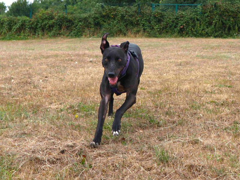 Pacino | Lurcher | Harefield West London - 2