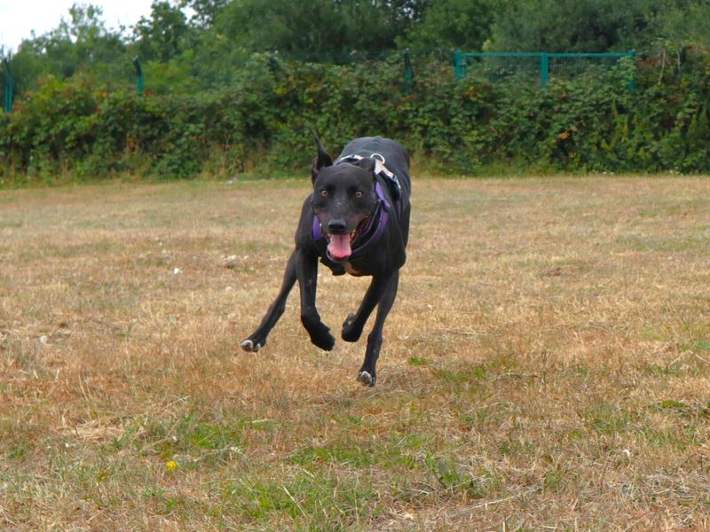 Pacino | Lurcher | Harefield West London - 5