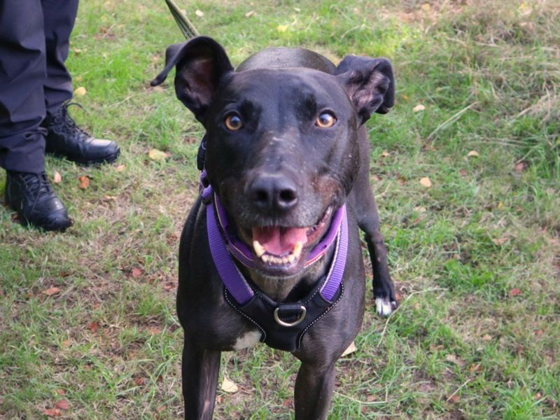 Pacino | Lurcher | Harefield West London - 7