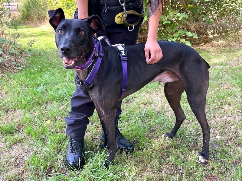 Pacino | Lurcher | Harefield West London - 4