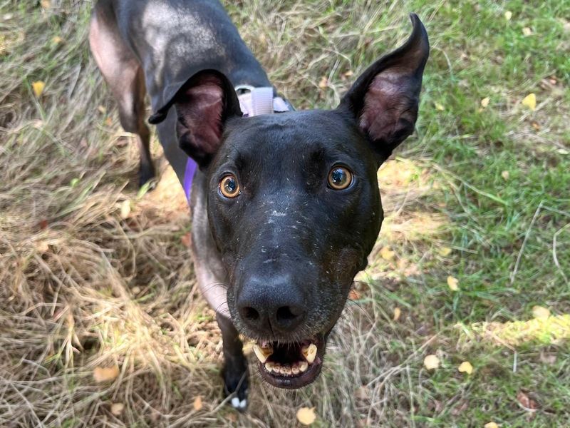 Pacino | Lurcher | Harefield West London - 5