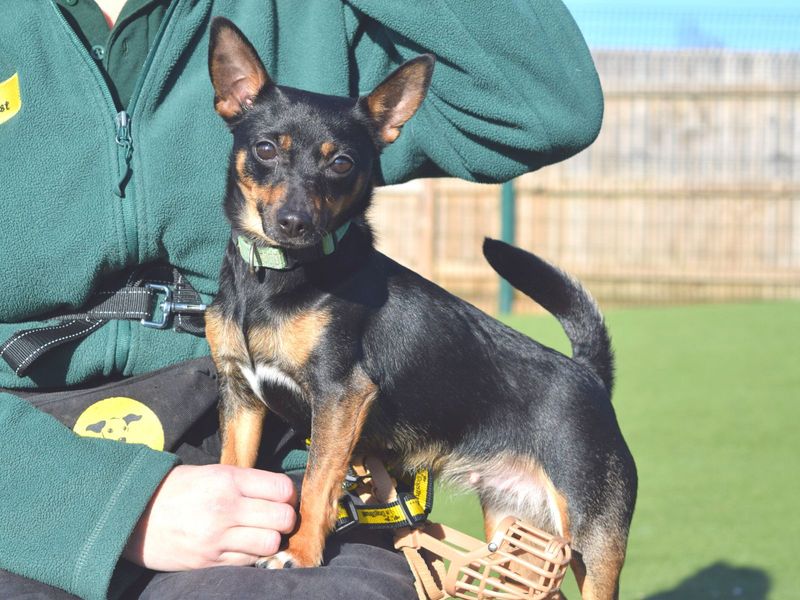 Jack russell online cross pinscher
