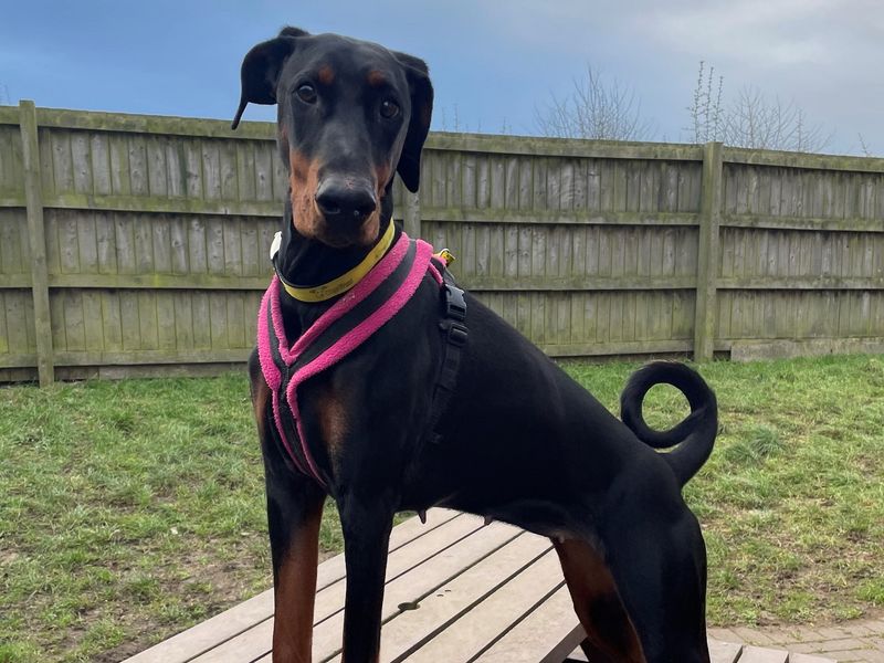 Doberman for adoption in Wymeswold, Leicestershire – 2 years old - Image 2 of 2