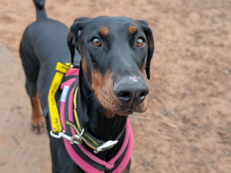 Luna | Dobermann | Loughborough - 1
