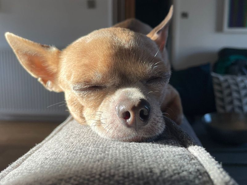 Dogs trust chihuahua cheap
