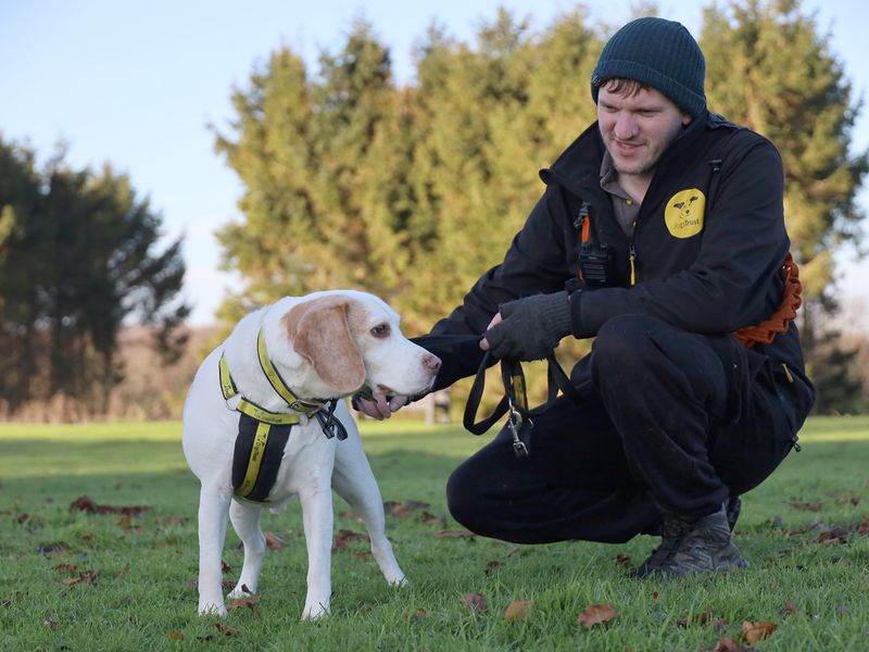 Beagle for adoption in Leeds, West Yorkshire – 8 years old - Image 2 of 2