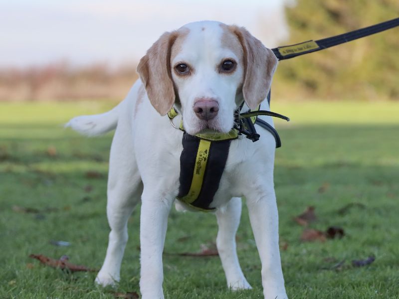 Moose, a 8 years old male Beagle available for adoption from Dogs Trust in Leeds, West Yorkshire