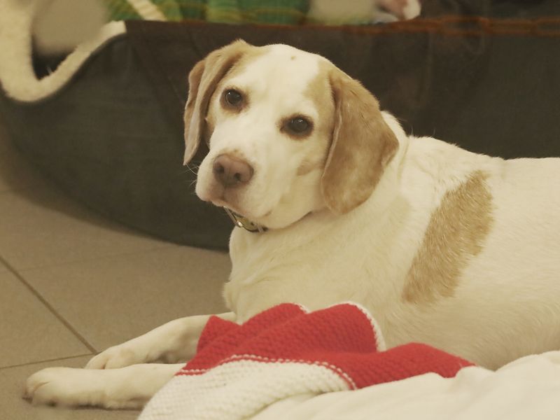 Moose | Beagle | Leeds - 1