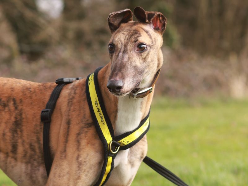 Roscoe for sale in Newbury, Berks