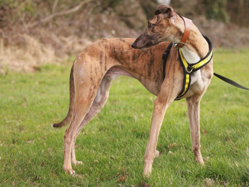 Roscoe for sale in Newbury, Berks - Image 2