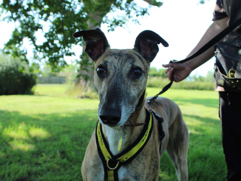 Roscoe | Greyhound | Newbury (Berkshire) - 1