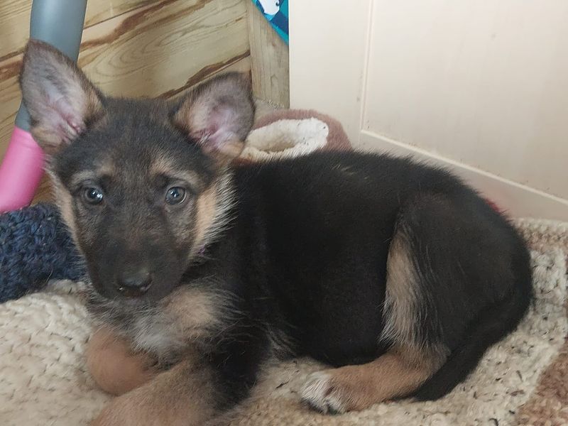 German shepherd and deals bichon frise mix