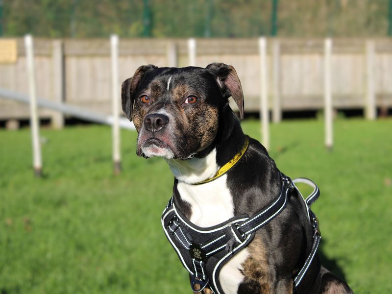 American Bulldog for adoption in Liverpool, Merseyside – 2 years old