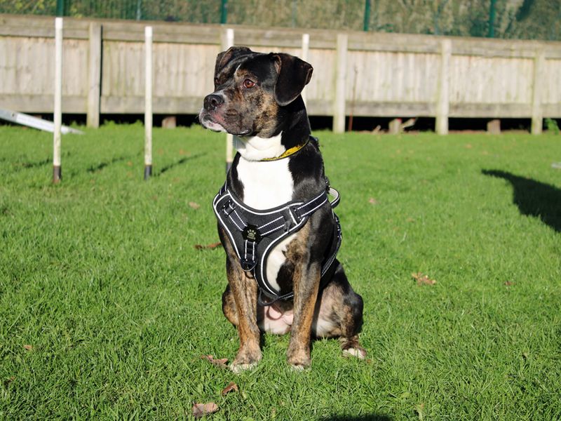 American Bulldog for adoption in Liverpool, Merseyside – 2 years old - Image 2 of 3