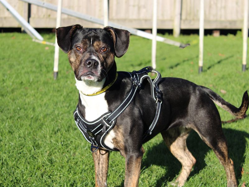 American Bulldog for adoption in Liverpool, Merseyside – 2 years old - Image 3 of 3