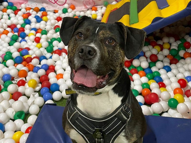 Oreo, a 4 years old female Staffordshire Bull Terrier available for adoption from Dogs Trust in Liverpool, Merseyside