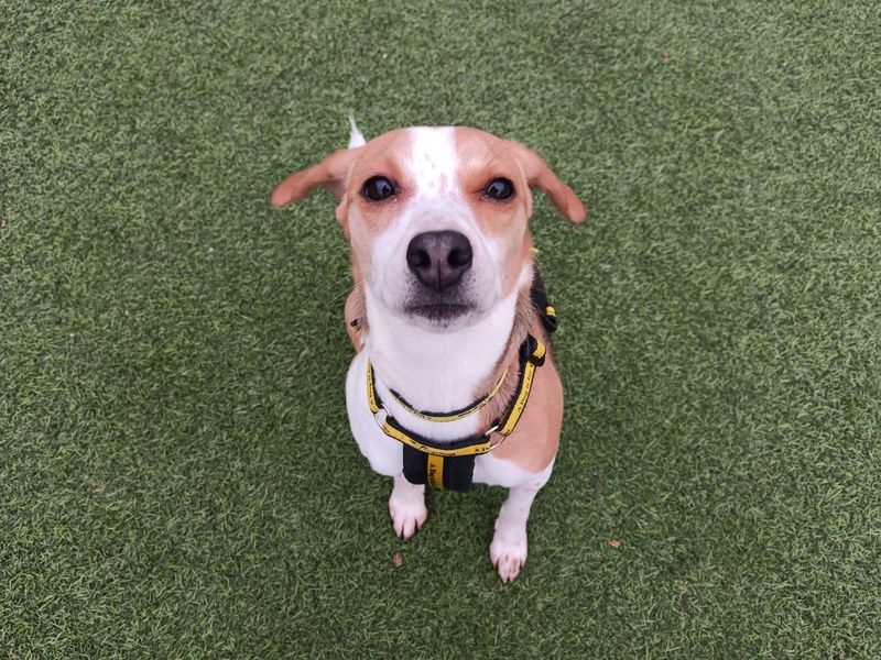 New dog listed for rescue at the Dogs Trust - West Calder - Coco