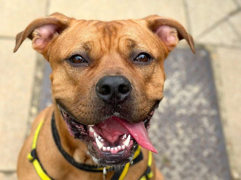 Staffordshire Bull Terrier for adoption in Uxbridge, Greater London – 2 years old - Image 2 of 2