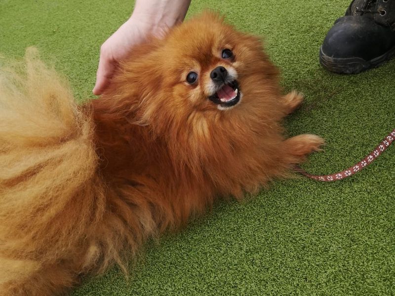 Pomeranian for adoption in Shoreham-by-Sea, West Sussex – 6 years old - Image 3 of 4