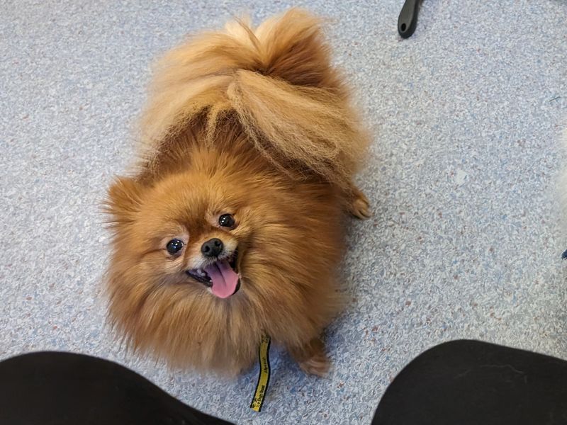 Pomeranian for adoption in Shoreham-by-Sea, West Sussex – 6 years old - Image 4 of 4