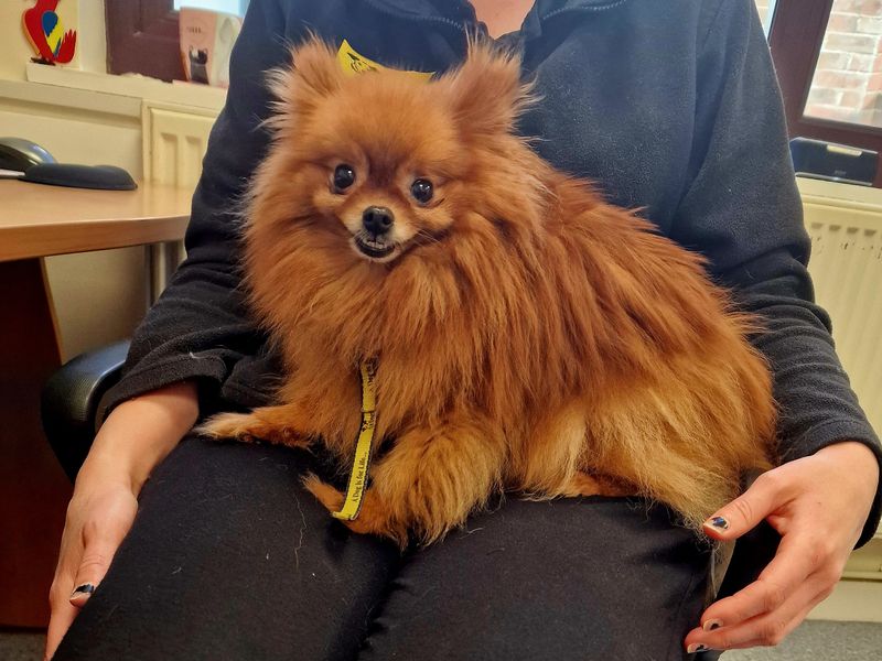 Pomeranian for adoption in Shoreham-by-Sea, West Sussex – 6 years old - Image 2 of 4