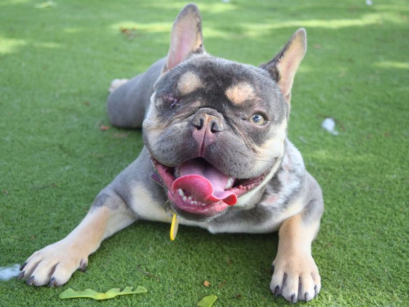 French Bulldog for adoption in Uxbridge, London – 2 years old - Image 3 of 4