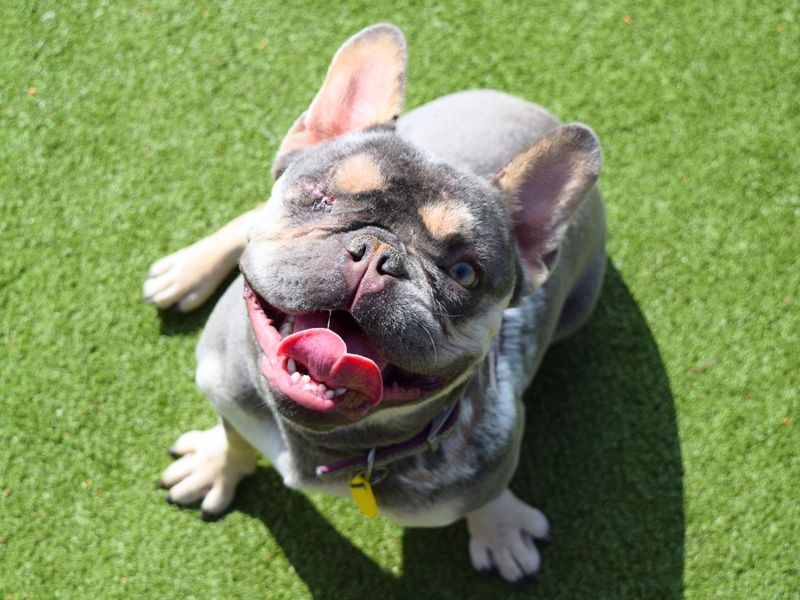 French Bulldog for adoption in Uxbridge, London – 2 years old - Image 4 of 4