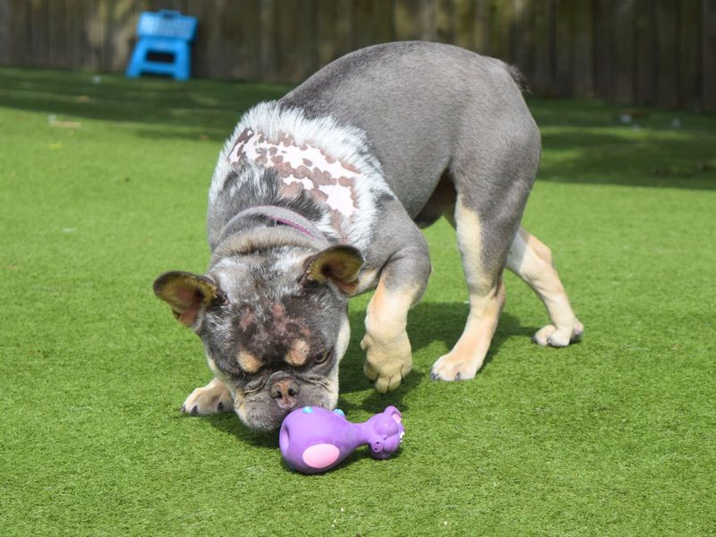 French Bulldog for adoption in Uxbridge, London – 2 years old - Image 2 of 4
