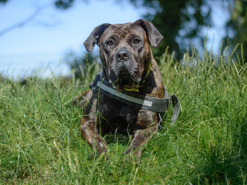 Mastiff for adoption in Kenilworth, Warwickshire – 3 years old - Image 5 of 5