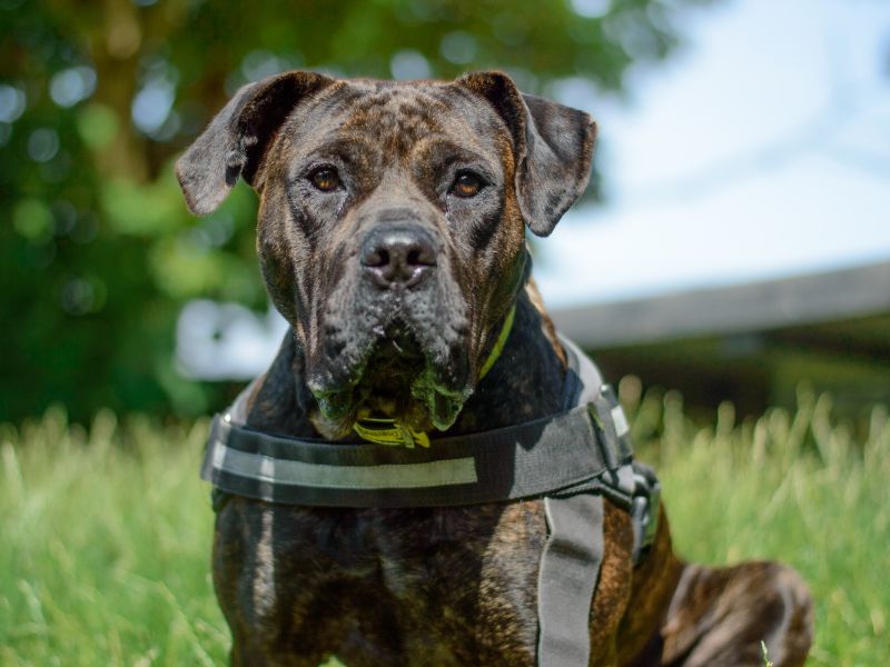 Mastiff for adoption in Kenilworth, Warwickshire – 3 years old - Image 3 of 5