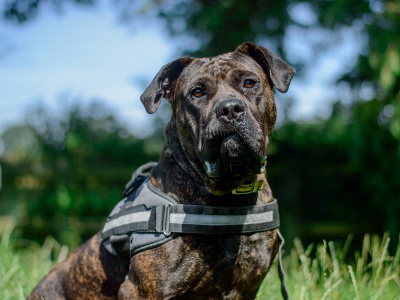 Mastiff for adoption in Kenilworth, Warwickshire – 3 years old - Image 2 of 5