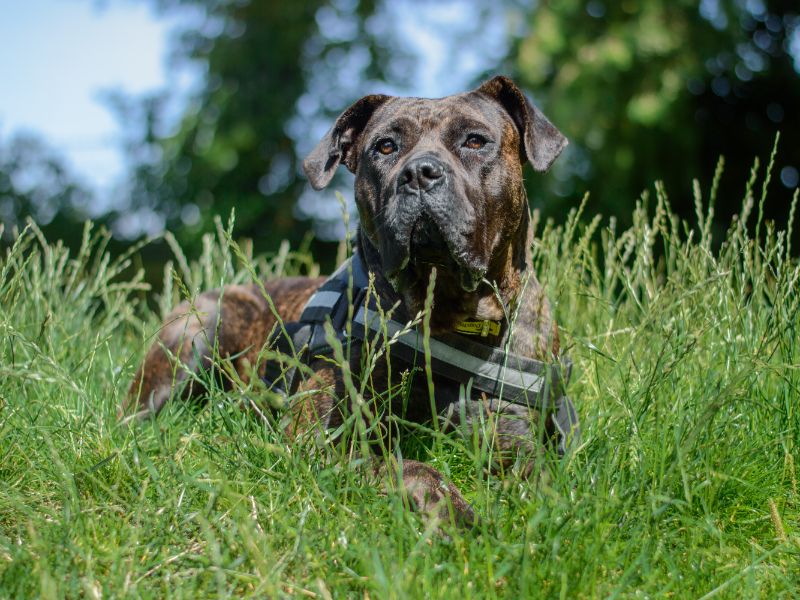Mastiff for adoption in Kenilworth, Warwickshire – 3 years old - Image 4 of 5