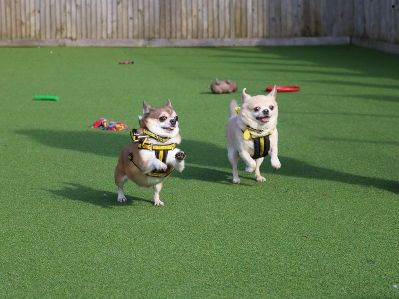Adopt a Chihuahua Smooth Coat Rescue Dog Jewel Dogs Trust