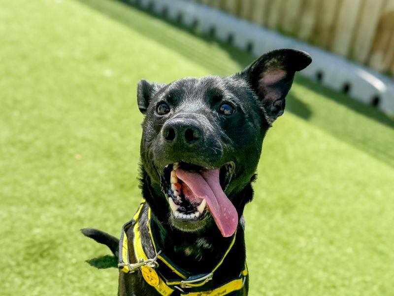 Milo | Crossbreed | Snetterton (Norfolk) - 1
