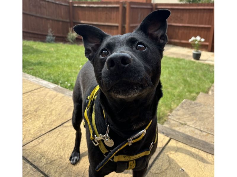 Milo (aka Batman) | Crossbreed | Snetterton (Norfolk) - 1
