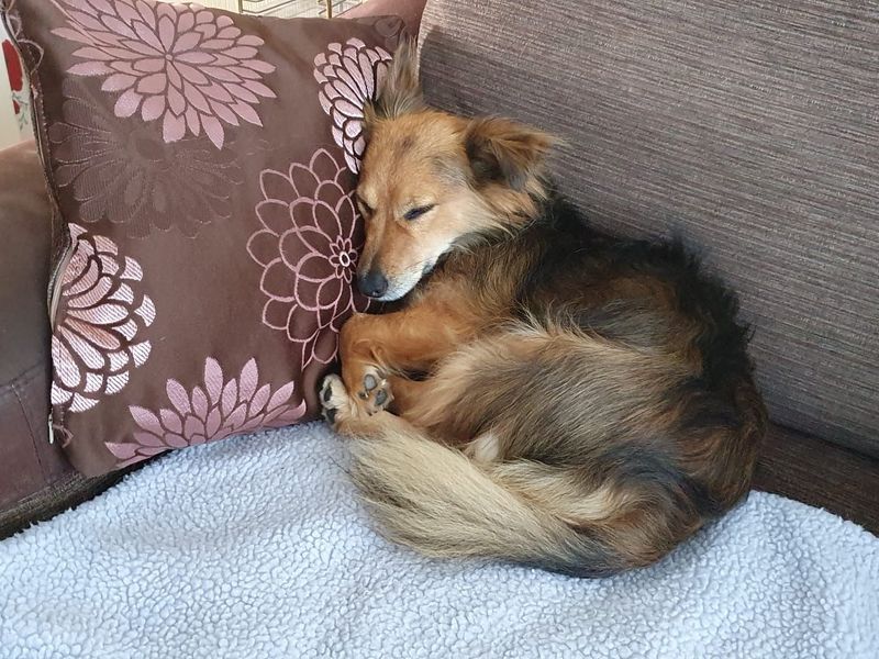 Jack Russell Terrier for adoption in Sadberge, Durham – 6 years old - Image 2 of 2