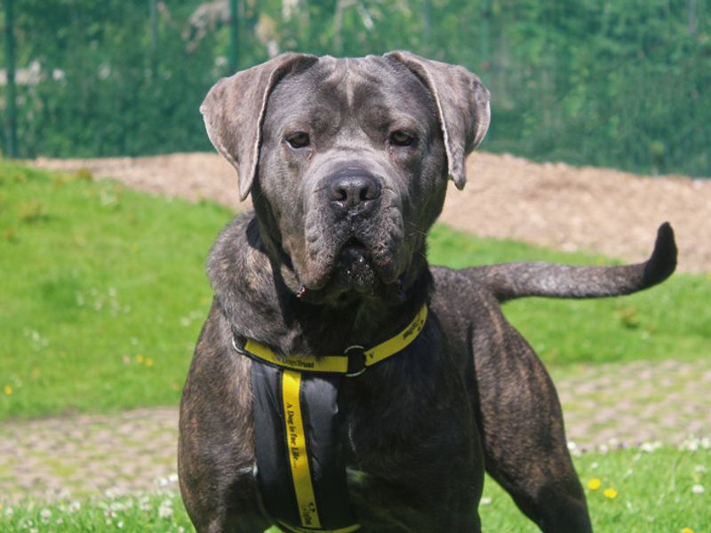 Ghost | Italian Corso Dog | Merseyside (Liverpool) - 1