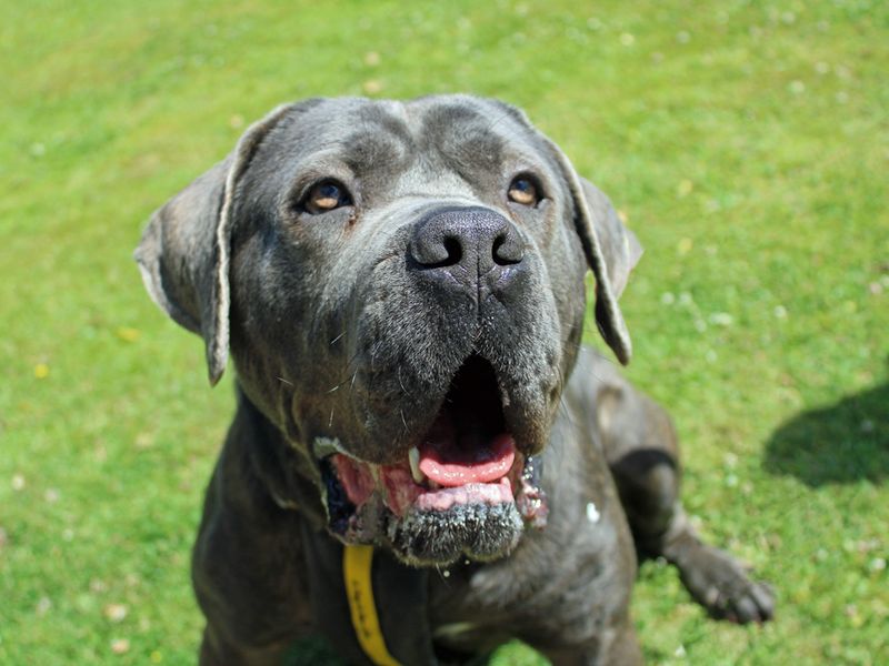 Ghost | Italian Corso Dog | Merseyside (Liverpool) - 1